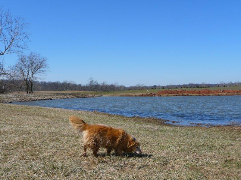 7 farm dog pic